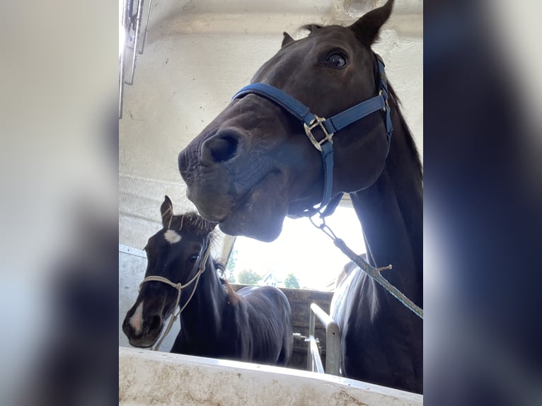 Zangersheider Hingst Föl (05/2024) Mörkbrun in Hepscheid