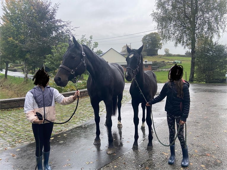 Zangersheider Hingst Föl (05/2024) Mörkbrun in Hepscheid