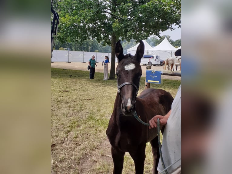 Zangersheider Hingst Föl (05/2024) Mörkbrun in Hepscheid