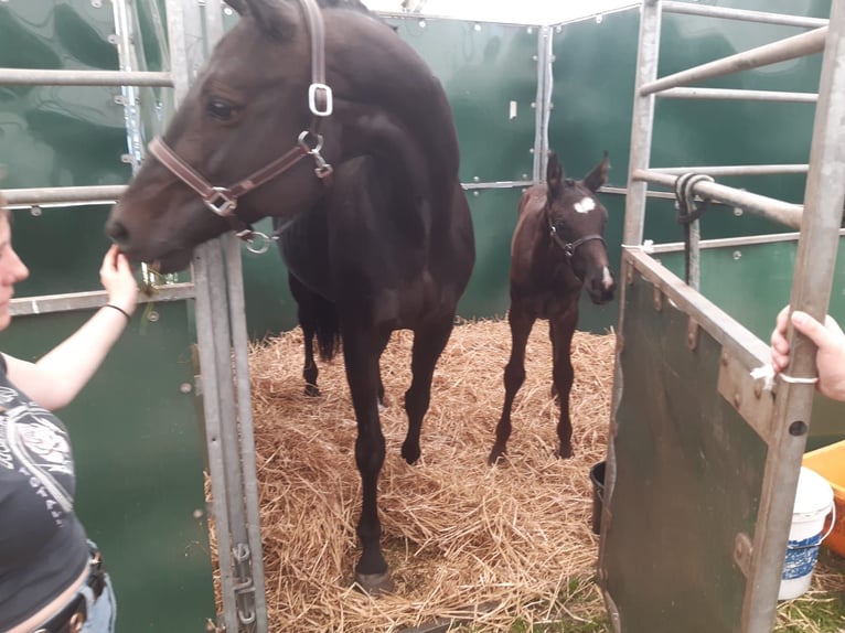 Zangersheider Hingst Föl (05/2024) Mörkbrun in Hepscheid