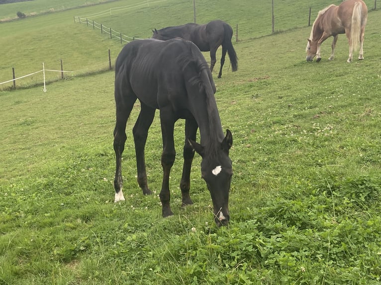 Zangersheider Hingst Föl (05/2024) Mörkbrun in Hepscheid