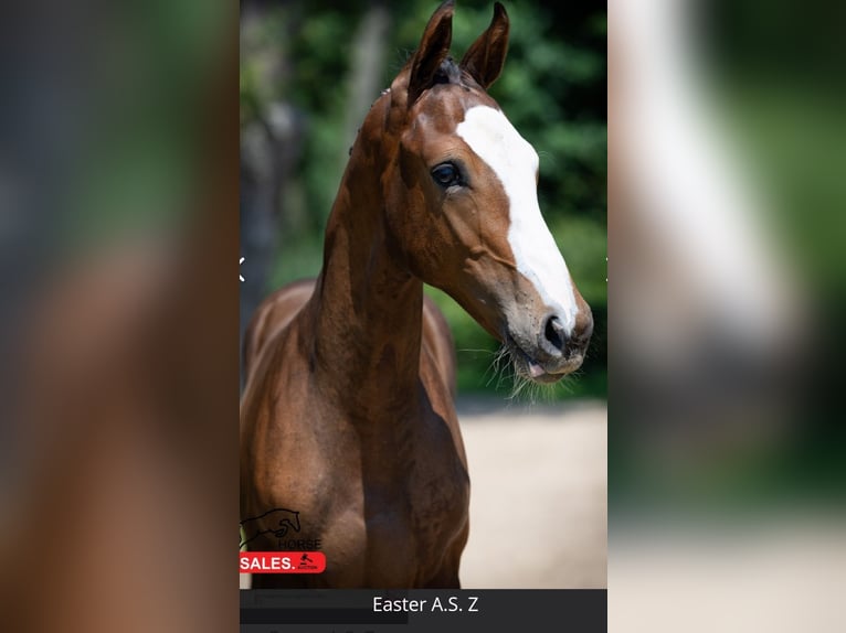 Zangersheider Hingst Föl (03/2024) Mörkbrun in Helvoirt