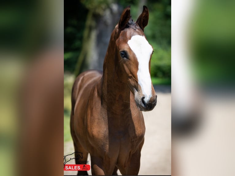 Zangersheider Hingst Föl (03/2024) Mörkbrun in Helvoirt