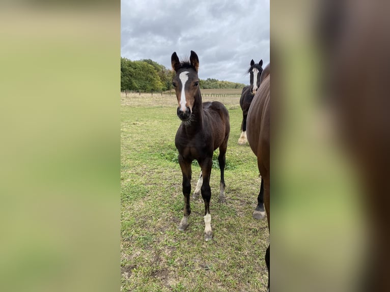 Zangersheider Hingst Föl (07/2024) Mörkbrun in Moryń