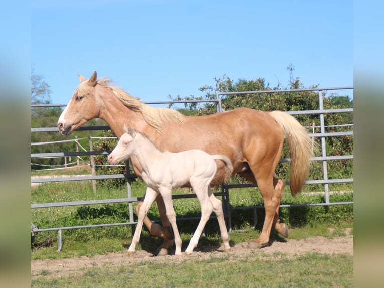 Zangersheider Hingst Föl (04/2024) Perlino in Monflanquin