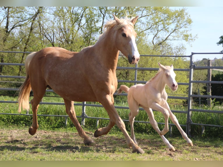 Zangersheider Hingst Föl (04/2024) Perlino in Monflanquin