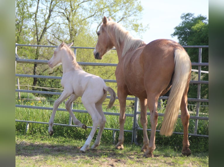 Zangersheider Hingst Föl (04/2024) Perlino in Monflanquin