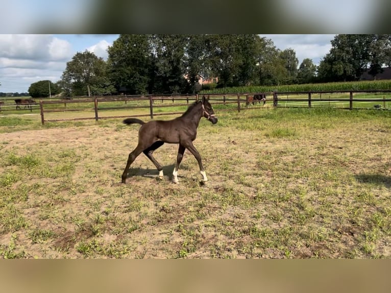 Zangersheider Hingst Föl (06/2024) Rökfärgad svart in Lemele