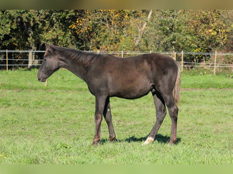 Zangersheider Hingst Föl (07/2024) Svart in Oberhoffen-sur-Moder