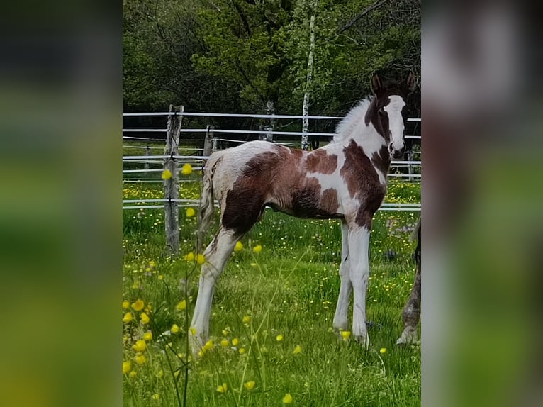 Zangersheider Hingst Föl (04/2024) Tobiano-skäck-alla-färger in Ambazac