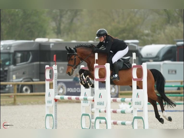 Zangersheider Hongre 10 Ans 148 cm Bai in Grenoble