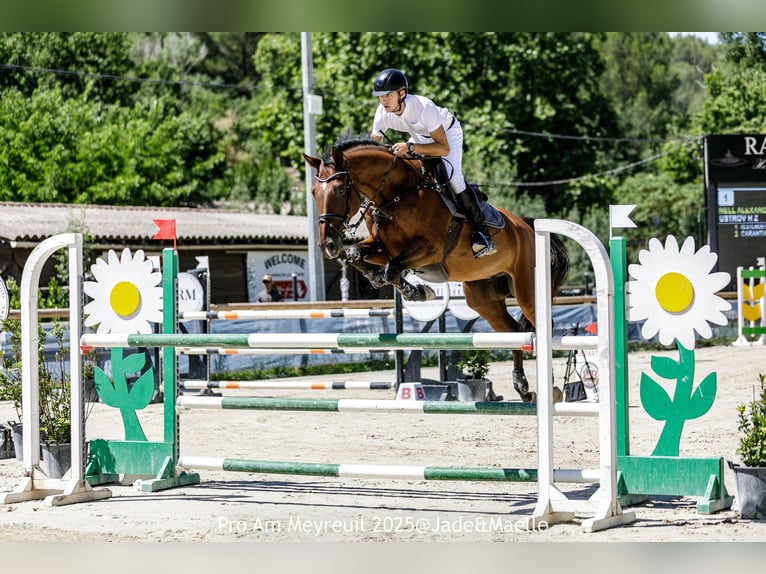 Zangersheider Hongre 10 Ans 167 cm Bai brun in Villeneuve-Loubet