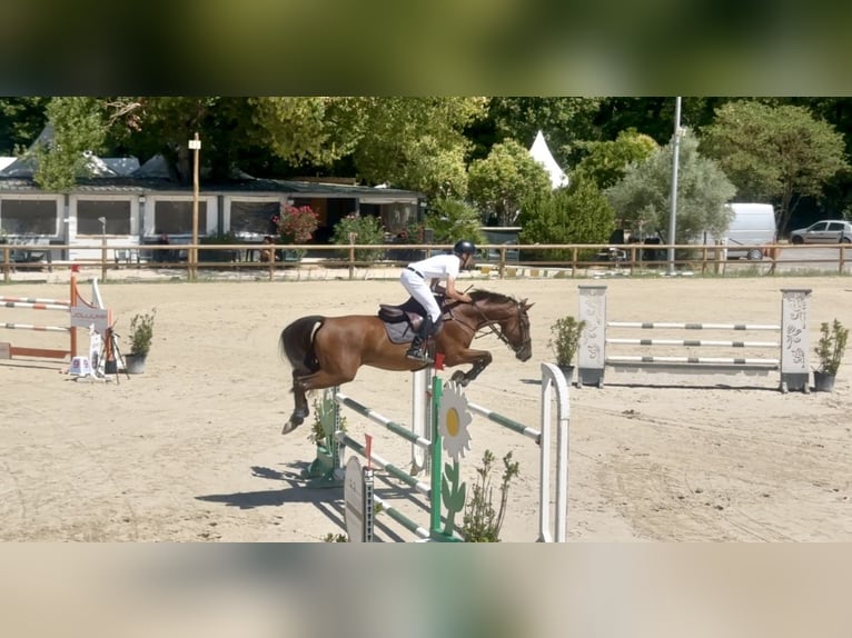 Zangersheider Hongre 10 Ans 167 cm Bai brun in Villeneuve-Loubet