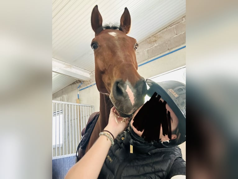 Zangersheider Hongre 10 Ans 167 cm Bai brun in Villeneuve-Loubet