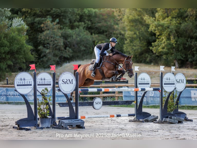 Zangersheider Hongre 10 Ans 167 cm Bai brun in Villeneuve-Loubet