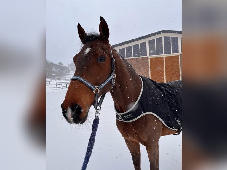 Zangersheider Hongre 10 Ans 167 cm Bai brun in Villeneuve-Loubet