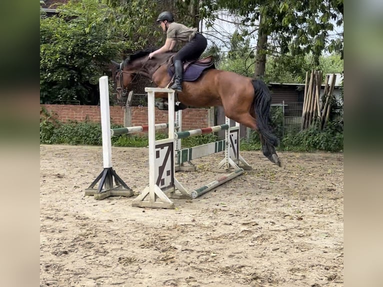 Zangersheider Hongre 10 Ans 167 cm Bai in Übach-Palenberg