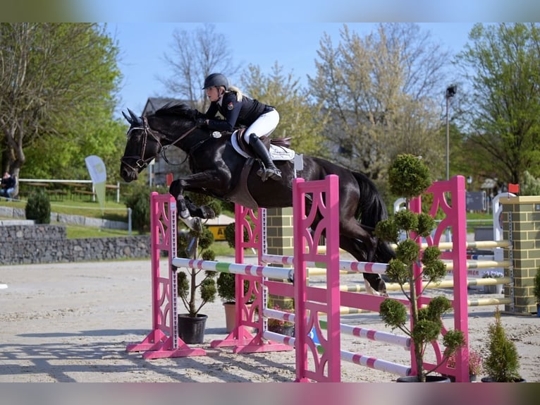 Zangersheider Hongre 10 Ans 168 cm Noir in Coburg