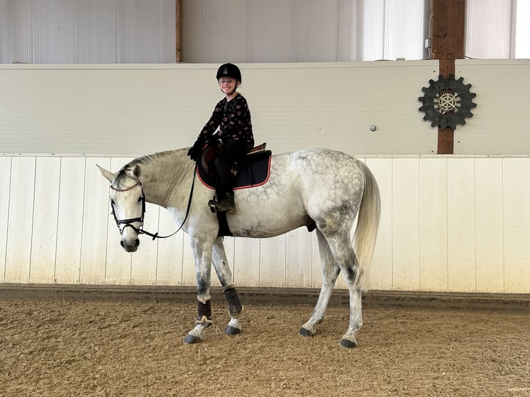 Zangersheider Hongre 10 Ans 169 cm Gris in Bad Wörishofen