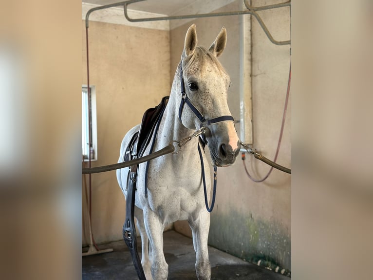 Zangersheider Hongre 10 Ans 169 cm Gris in Felletin