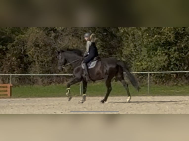 Zangersheider Hongre 10 Ans 170 cm Bai brun foncé in Dhronecken