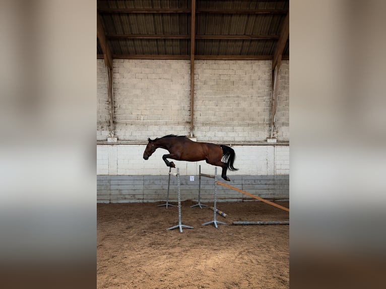 Zangersheider Hongre 10 Ans 170 cm Bai in Soisy-sur-Seine