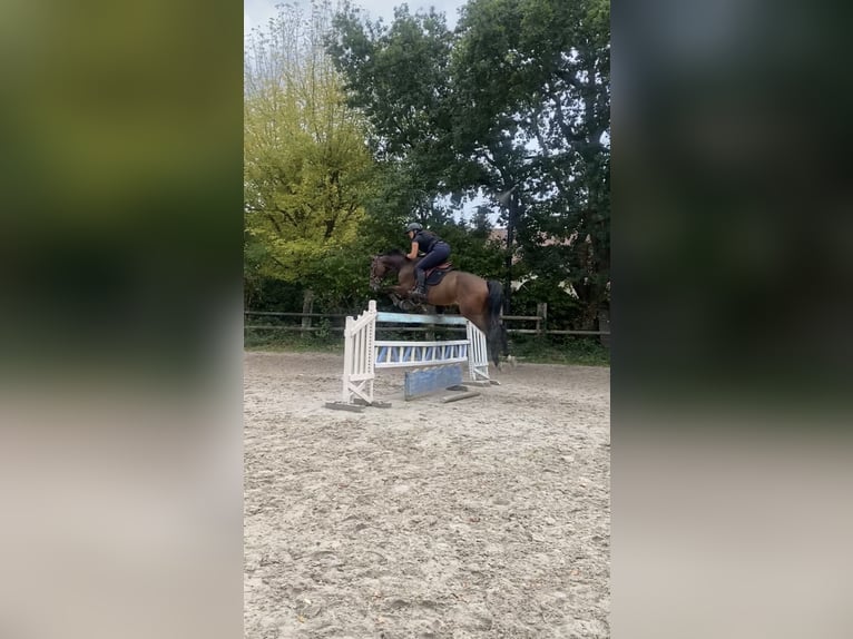 Zangersheider Hongre 10 Ans 170 cm Bai in Soisy-sur-Seine