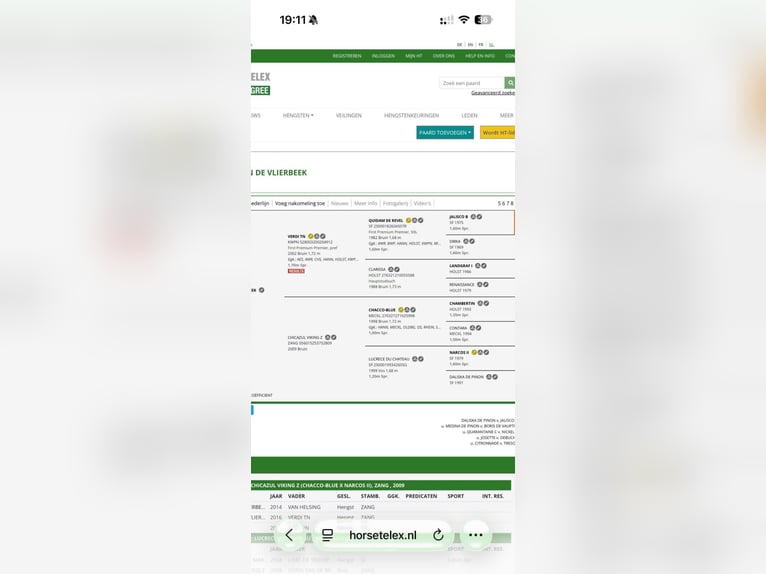 Zangersheider Hongre 10 Ans 173 cm Bai brun in Sint-Niklaas