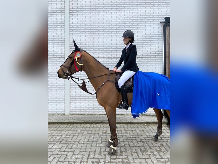 Zangersheider Hongre 10 Ans 173 cm Bai brun in Sint-Niklaas