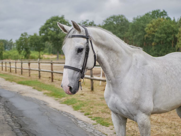 Zangersheider Hongre 11 Ans 169 cm Gris in Dohren