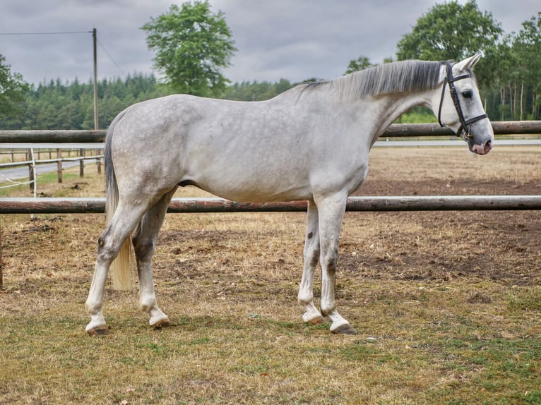 Zangersheider Hongre 11 Ans 169 cm Gris in Dohren
