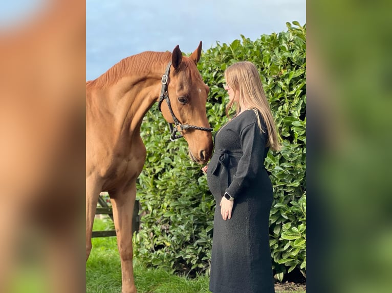 Zangersheider Hongre 11 Ans 170 cm Alezan in Eede