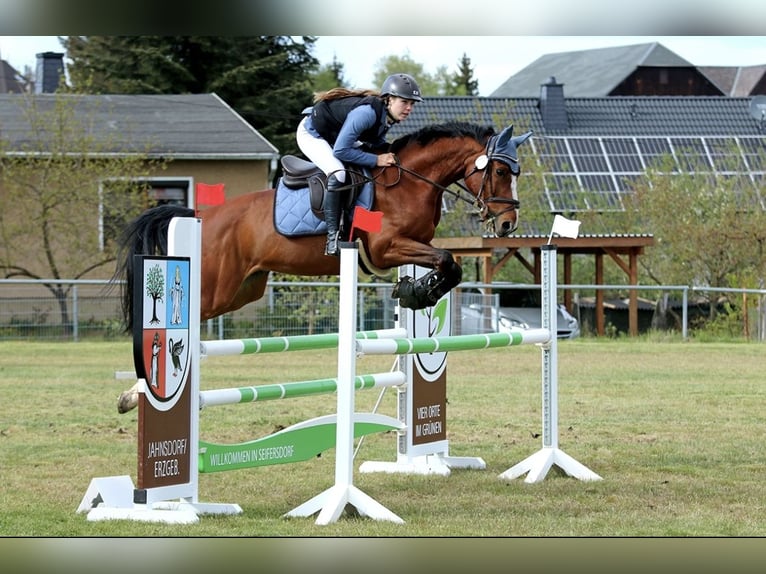 Zangersheider Hongre 12 Ans 160 cm Bai in Meuselwitz