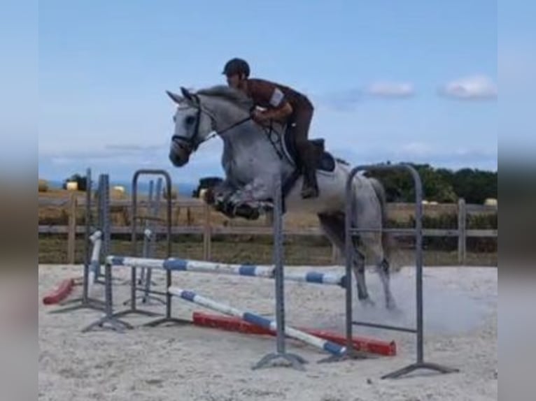 Zangersheider Hongre 12 Ans 168 cm Gris in Dijon