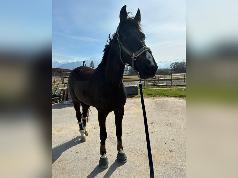 Zangersheider Hongre 12 Ans 170 cm Bai brun foncé in Reichersberg
