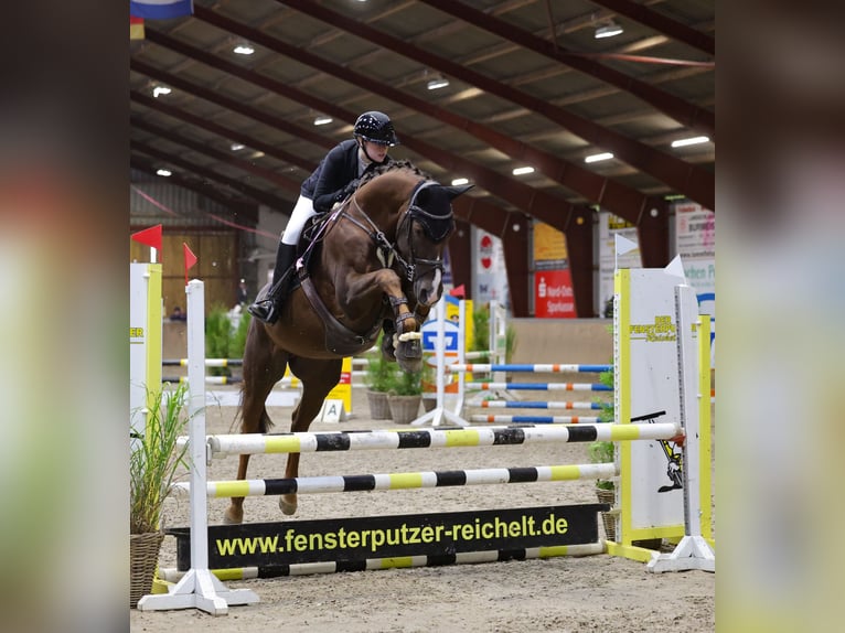 Zangersheider Hongre 12 Ans 172 cm Alezan brûlé in Damendorf