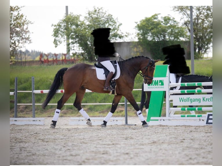 Zangersheider Hongre 12 Ans 180 cm Bai brun in Herrieden