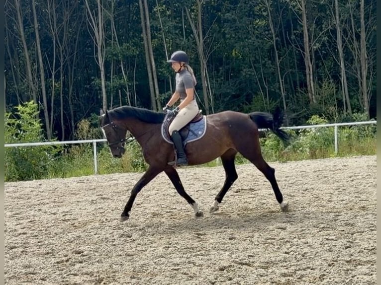 Zangersheider Hongre 13 Ans 163 cm Bai in Pelmberg