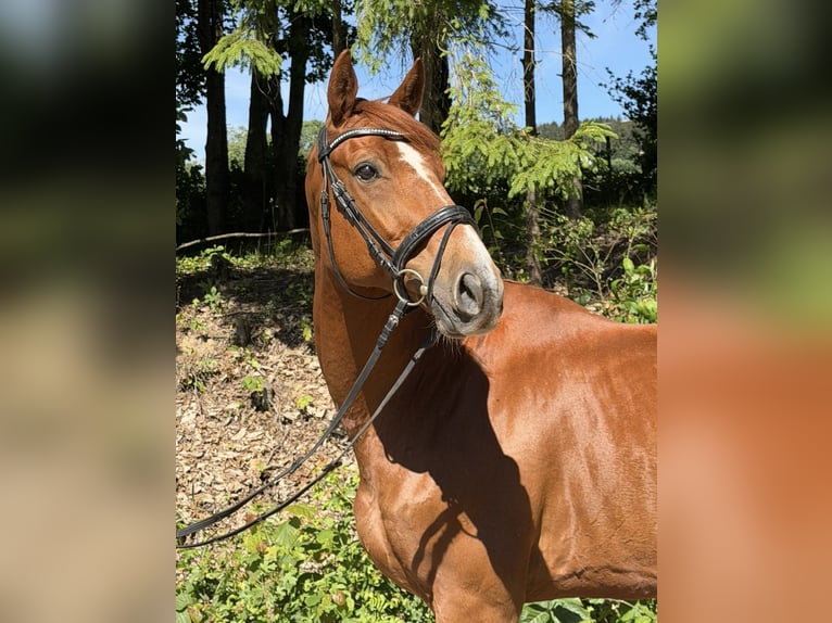 Zangersheider Hongre 13 Ans 168 cm Alezan in Pelmberg
