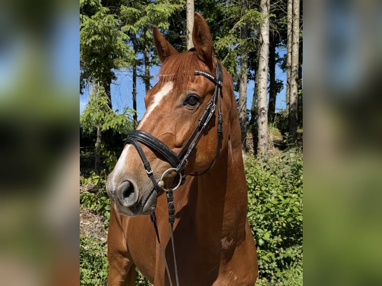Zangersheider Hongre 13 Ans 168 cm Alezan in Pelmberg