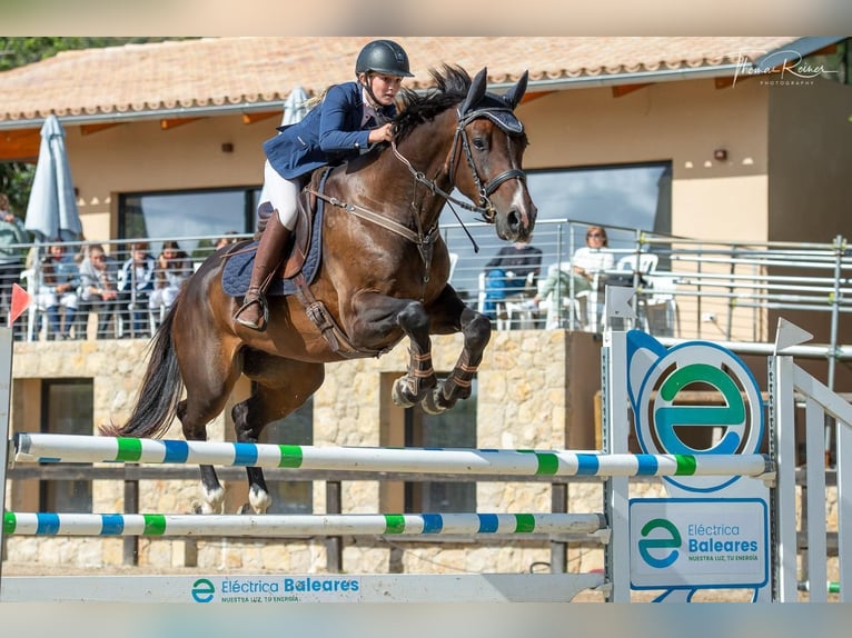 Zangersheider Hongre 13 Ans 168 cm Bai brun in Santa Gertrudis De Fruitera
