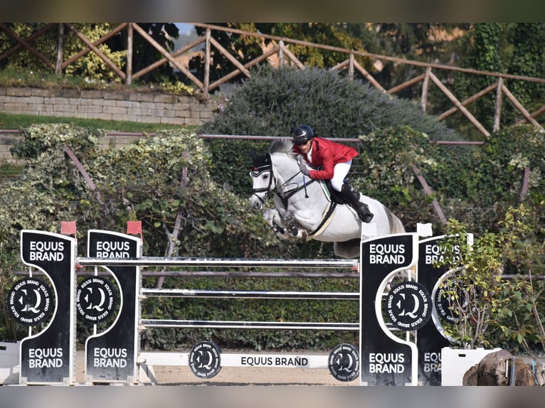 Zangersheider Hongre 14 Ans 157 cm Gris in Chieti