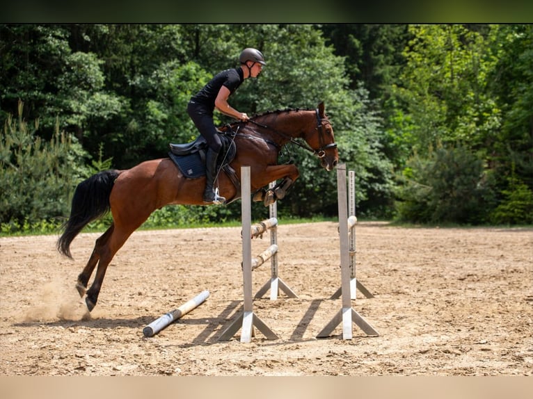 Zangersheider Hongre 14 Ans 160 cm Bai in Edelschrott