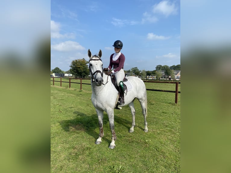 Zangersheider Hongre 14 Ans 165 cm Gris in Sint-Oedenrode