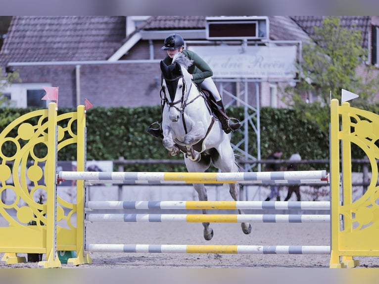 Zangersheider Hongre 14 Ans 165 cm Gris in Sint-Oedenrode