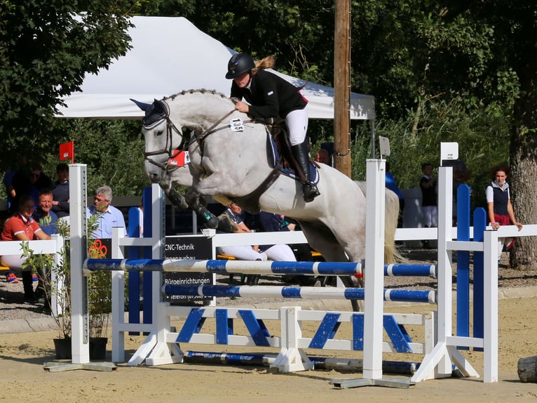Zangersheider Hongre 14 Ans 166 cm Gris in Friedrichshafen