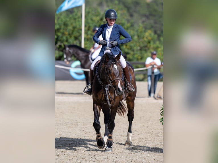 Zangersheider Hongre 14 Ans 168 cm Bai brun in Santa Gertrudis De Fruitera