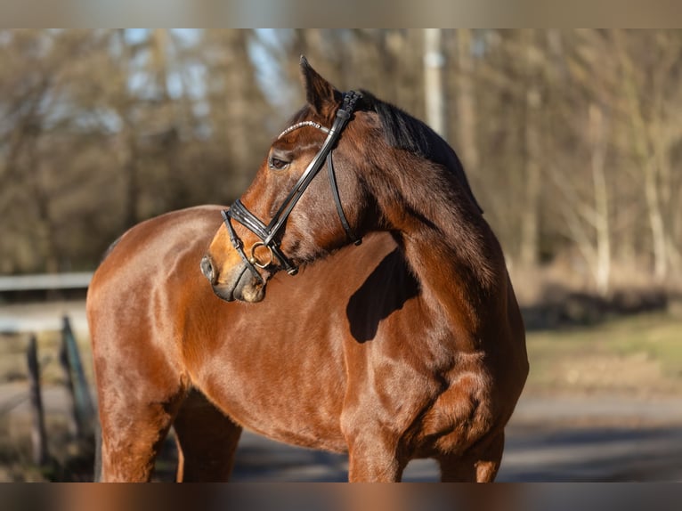 Zangersheider Hongre 14 Ans 170 cm  in Windhagen