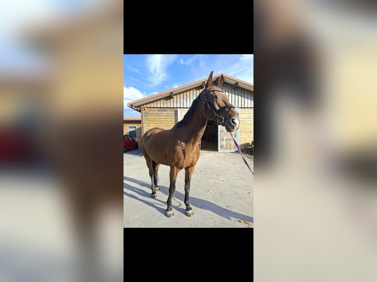 Zangersheider Hongre 15 Ans 168 cm Bai in Ludwigsburg