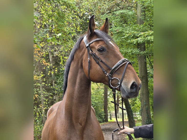 Zangersheider Hongre 15 Ans 172 cm Bai in Wachtendonk